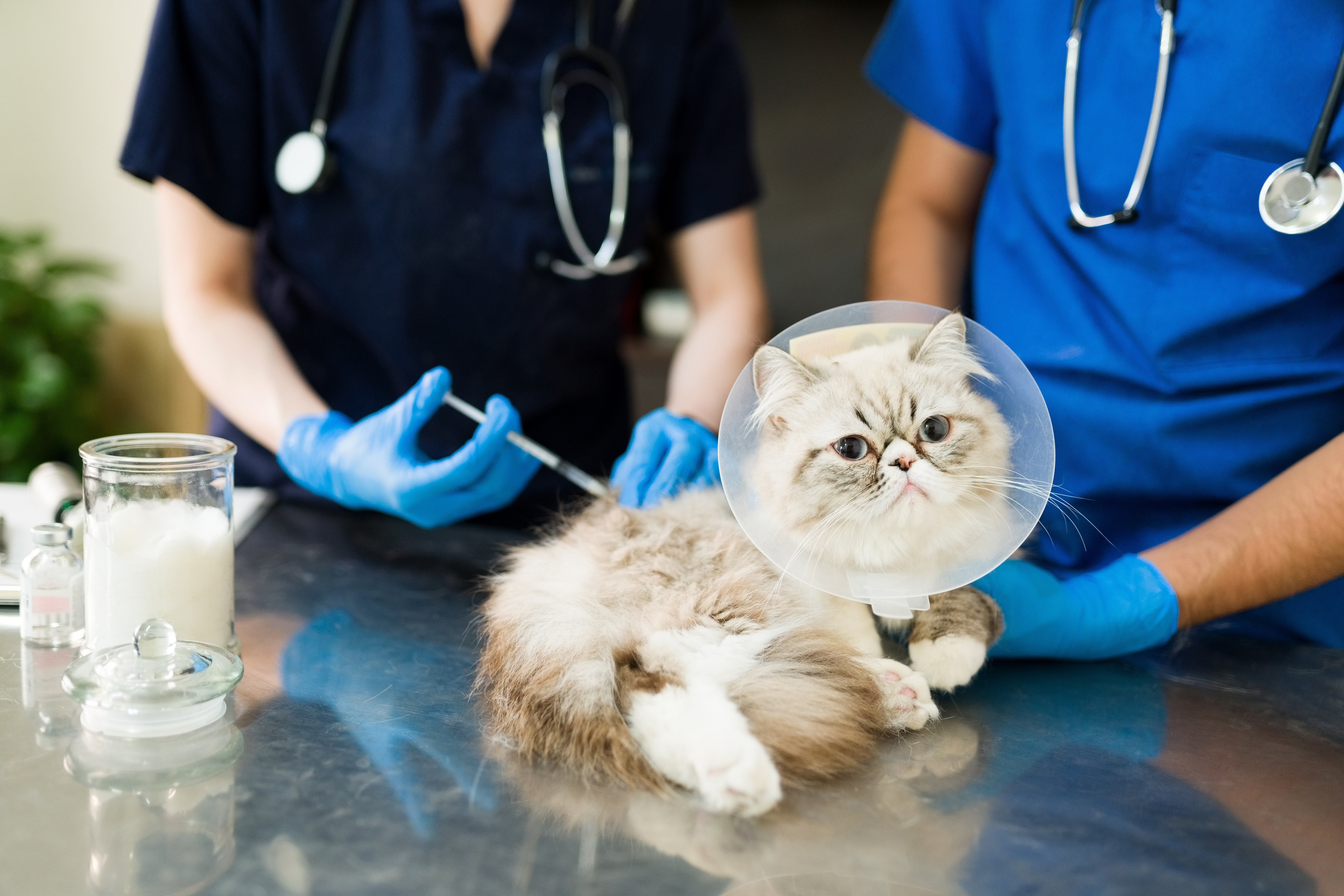 Beyond the Needle: Preventative Health Services Offered by Vaccine Pet Clinics in Dubai