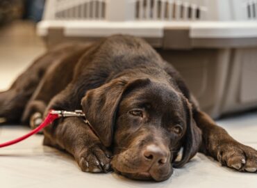 Cute brown dog at pet care and veterinary center