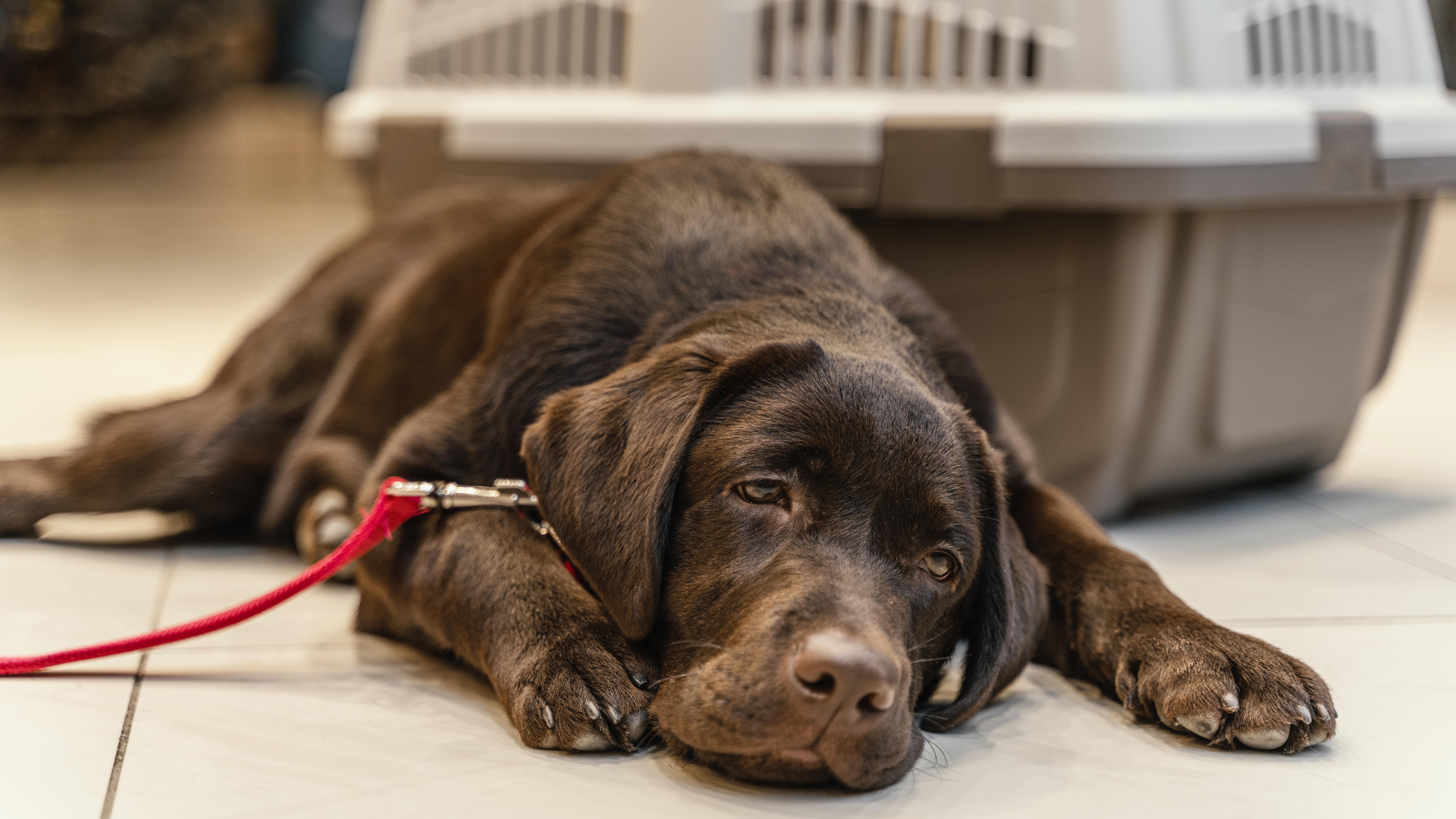 Essential Reasons to Neuter Your Dog for a Healthier, Happier Life