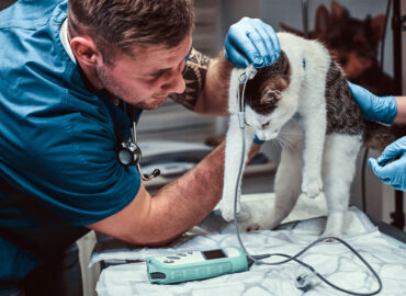 Cat blood pressure check at veterinary clinic