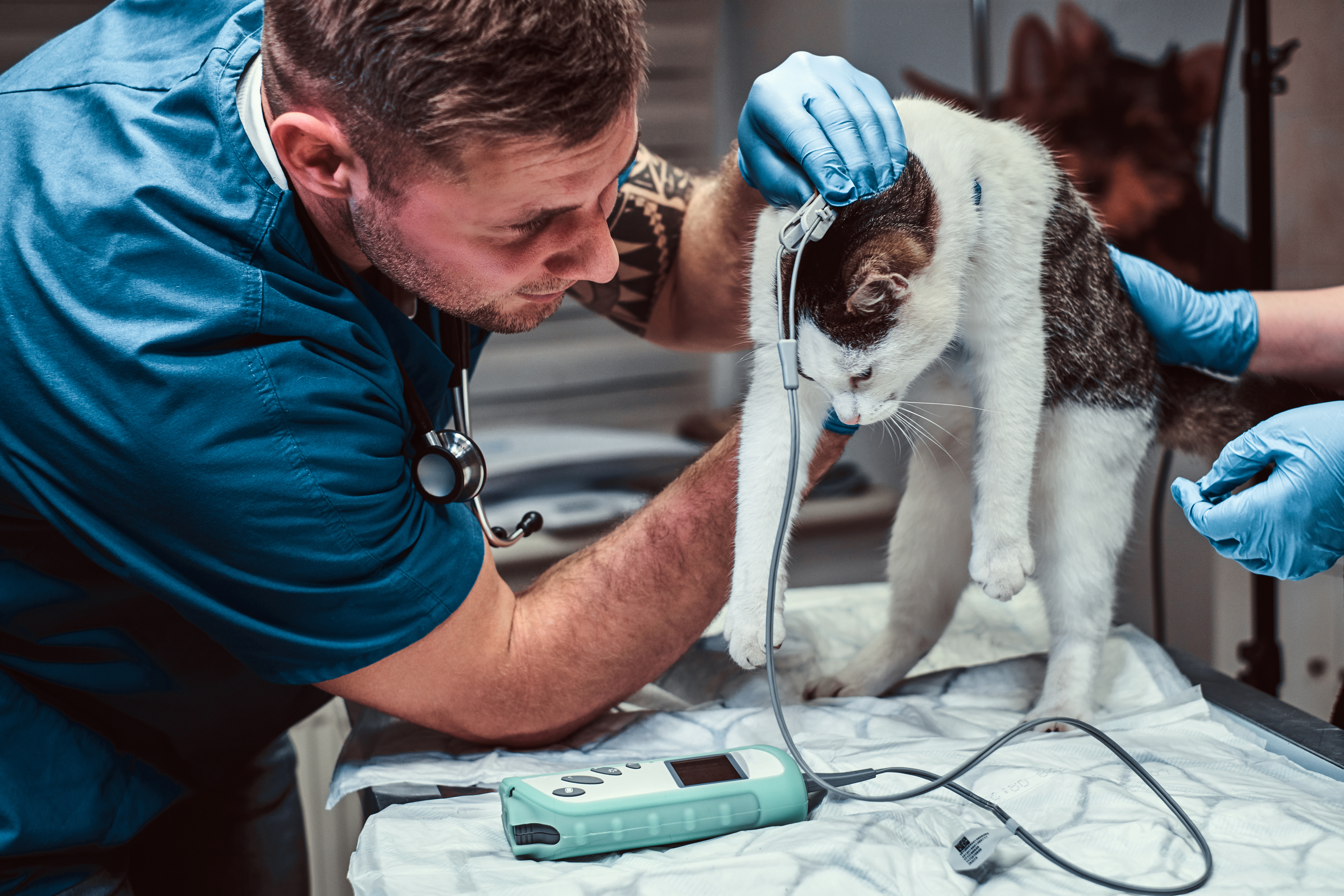 Precision and Recovery: The Role of a Vet Orthopedic Surgeon in Restoring Pet Mobility in Dubai