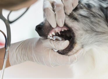 Female veterinarian checking dog teeth at clinic