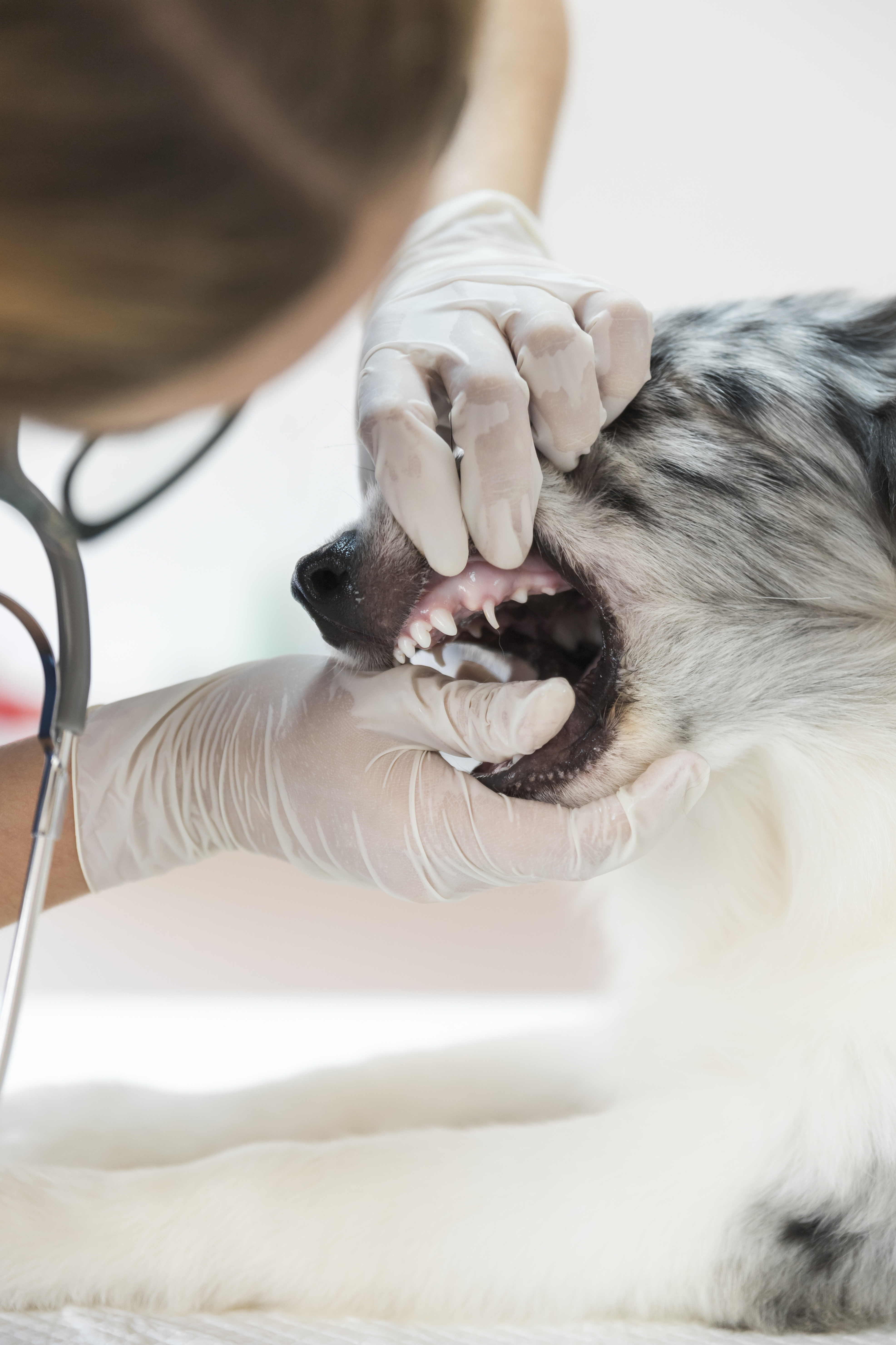 Major Indicators That Your Pet Requires Professional Dental Care