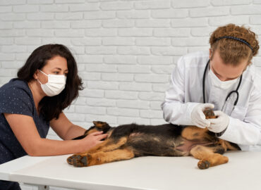 German shepherd dog examination by vet nurse