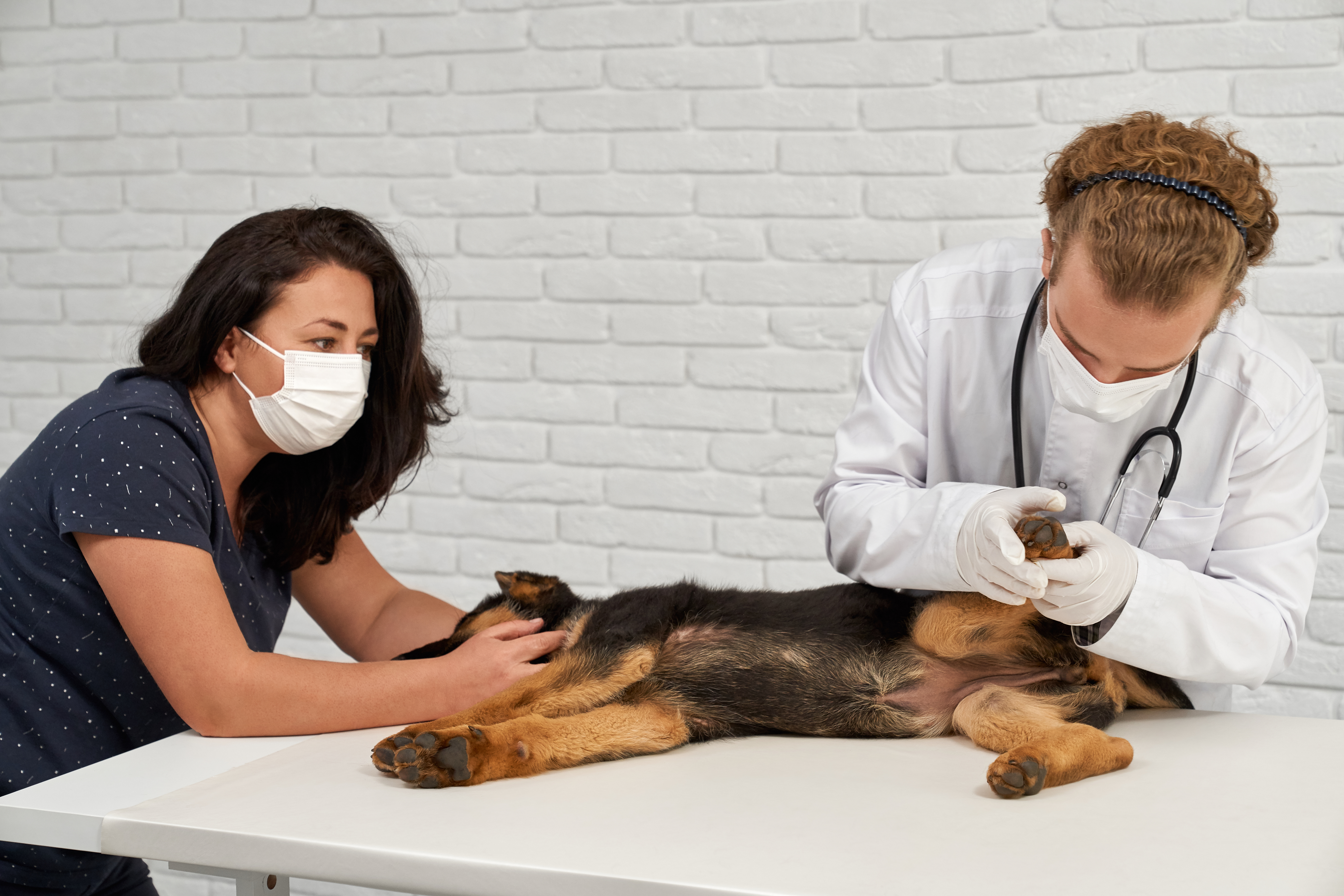 Everything Pet Parents Should Know About Heart Disease in Dogs