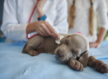 Routine puppy health check at veterinary clinic