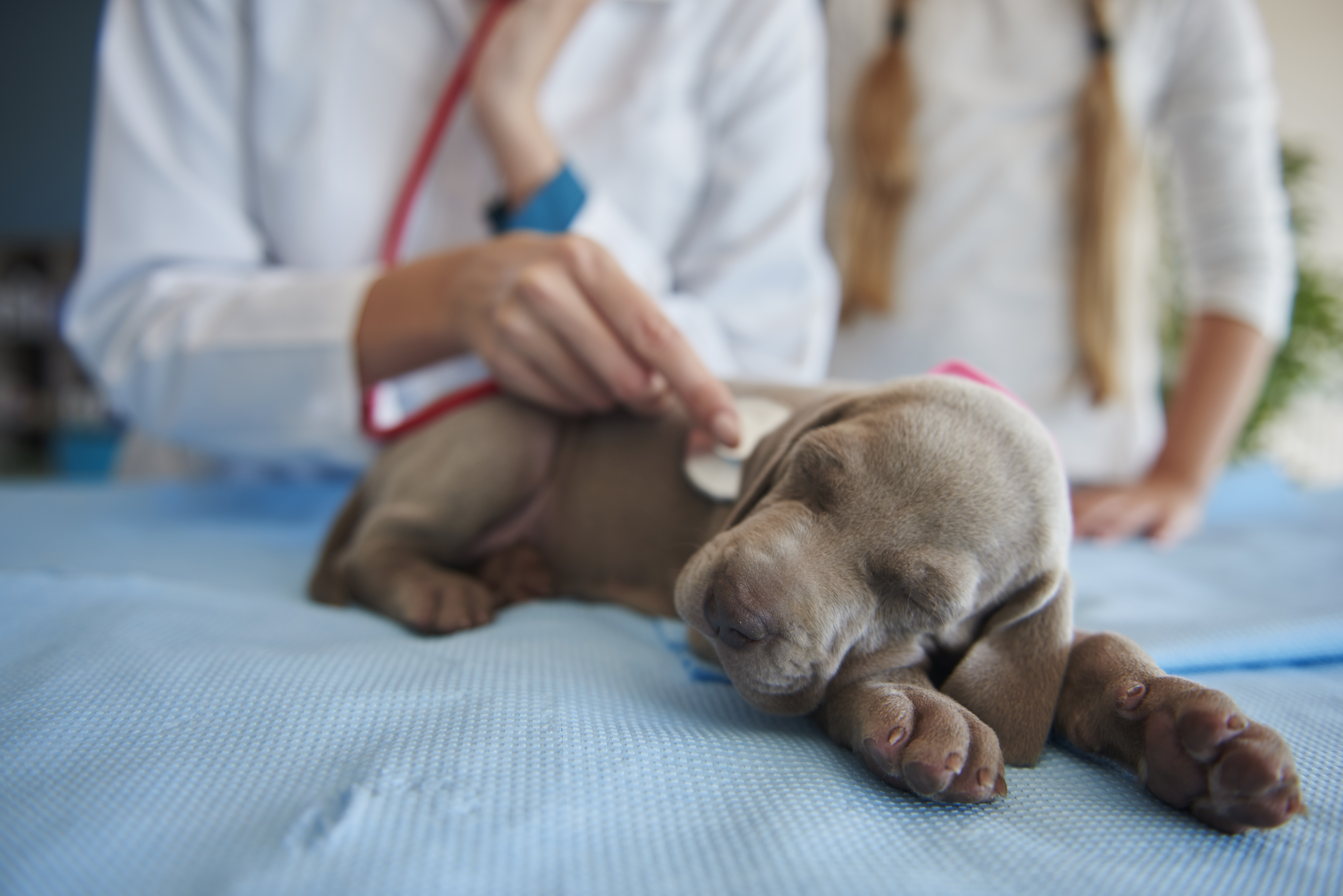 Recognizing the Silent Signs Your Pet Needs a Cardiologist