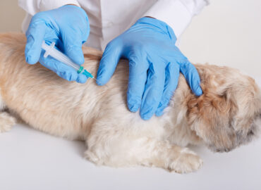 Veterinarian preparing injection for dog treatment