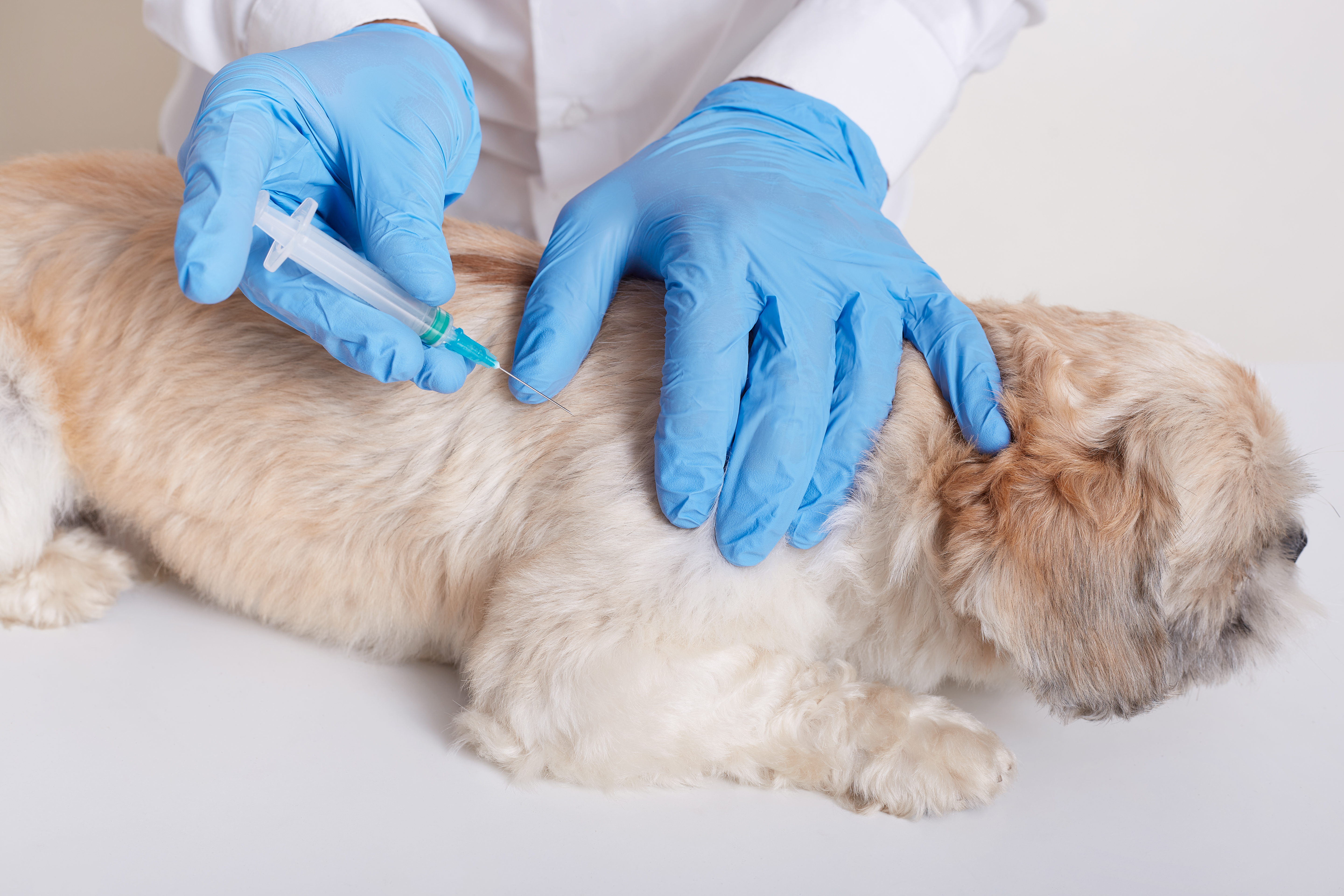 Lifelong Immunity: The Importance of Booster Shots and Regular Vaccination Schedules in Dubai