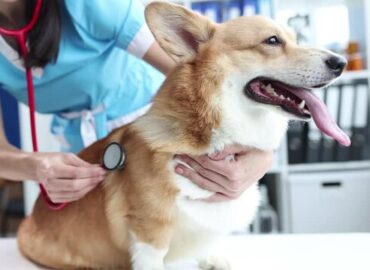 Pet Wellness Examination by Veterinarian